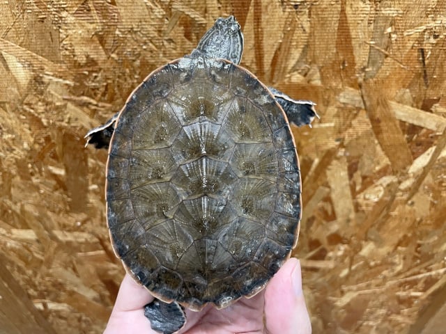 ジェフロアカエルガメ 