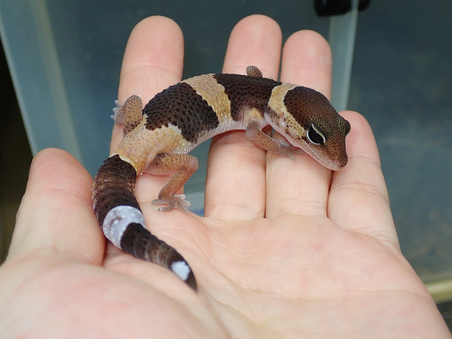 ニシアフリカトカゲモドキ 