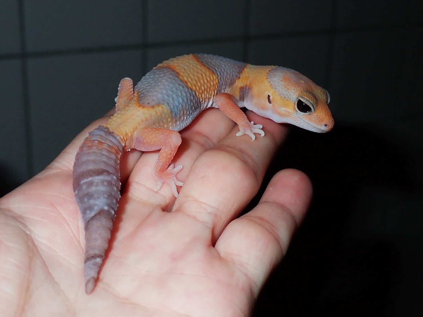ニシアフリカトカゲモドキ タンジェリンアルビノ
