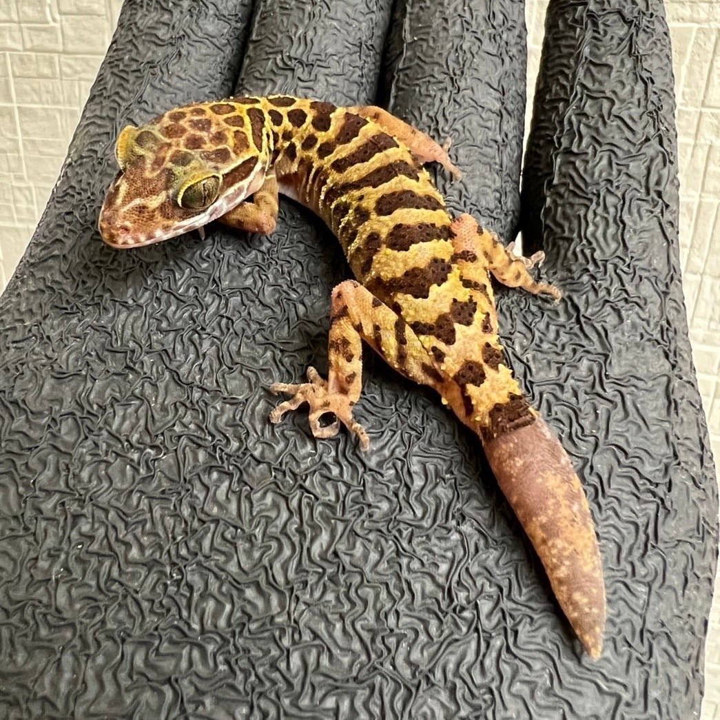 ペグーホソユビヤモリ 