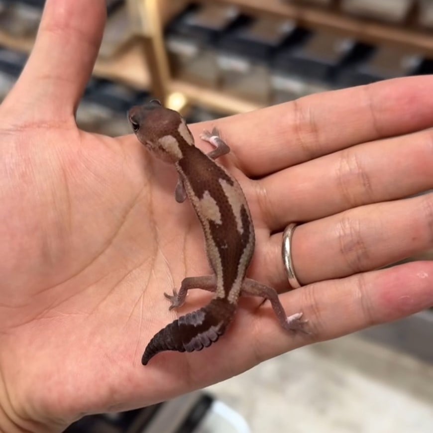 ニシアフリカトカゲモドキ ズールーhetラキビノ