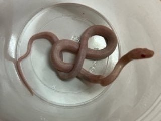 ブリザード