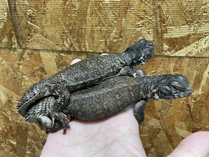 アガマ