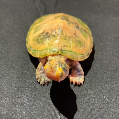 モンキヨコクビガメ 