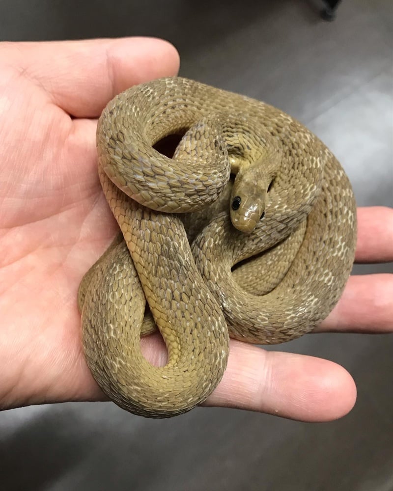 ミドリタマゴヘビ 