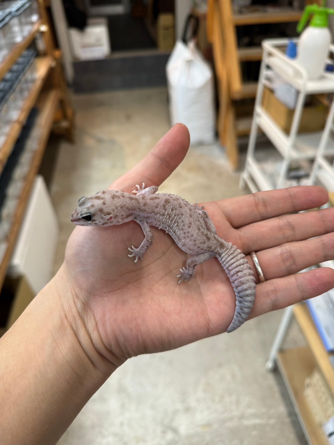 ニシアフリカトカゲモドキ オレオパティhetゴースト