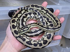 カーペットパイソン アザンティックジャガー