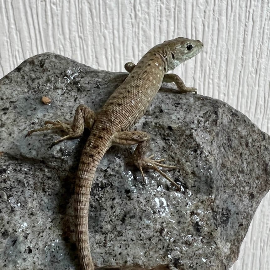 カナヘビ 