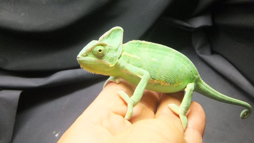 カメレオン