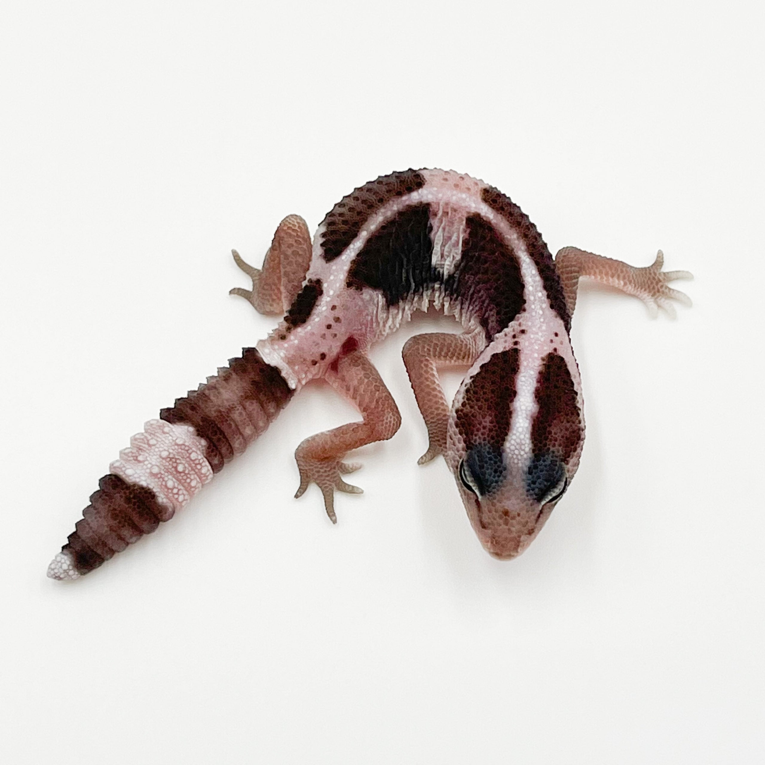 ニシアフリカトカゲモドキ オレオ