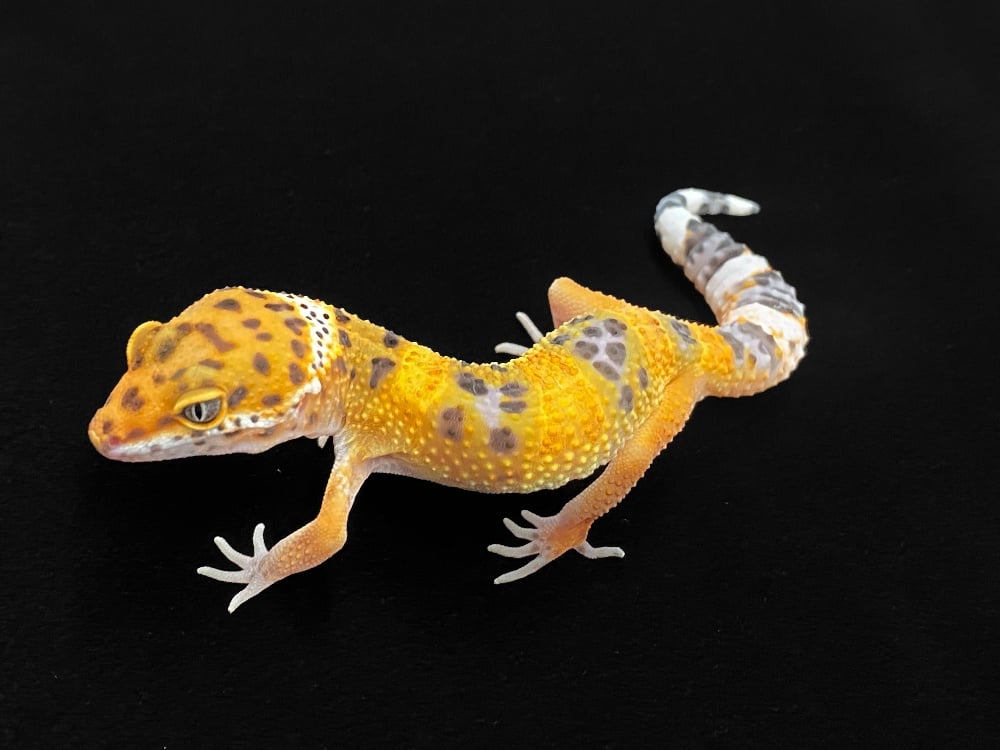 ヒョウモントカゲモドキ ブラッドエレクトリック