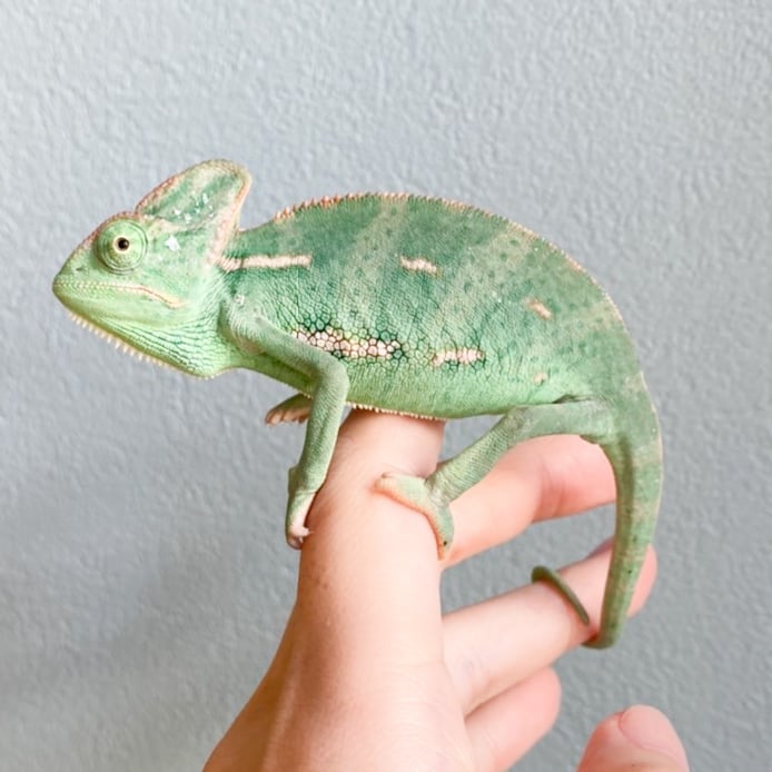 カメレオン 