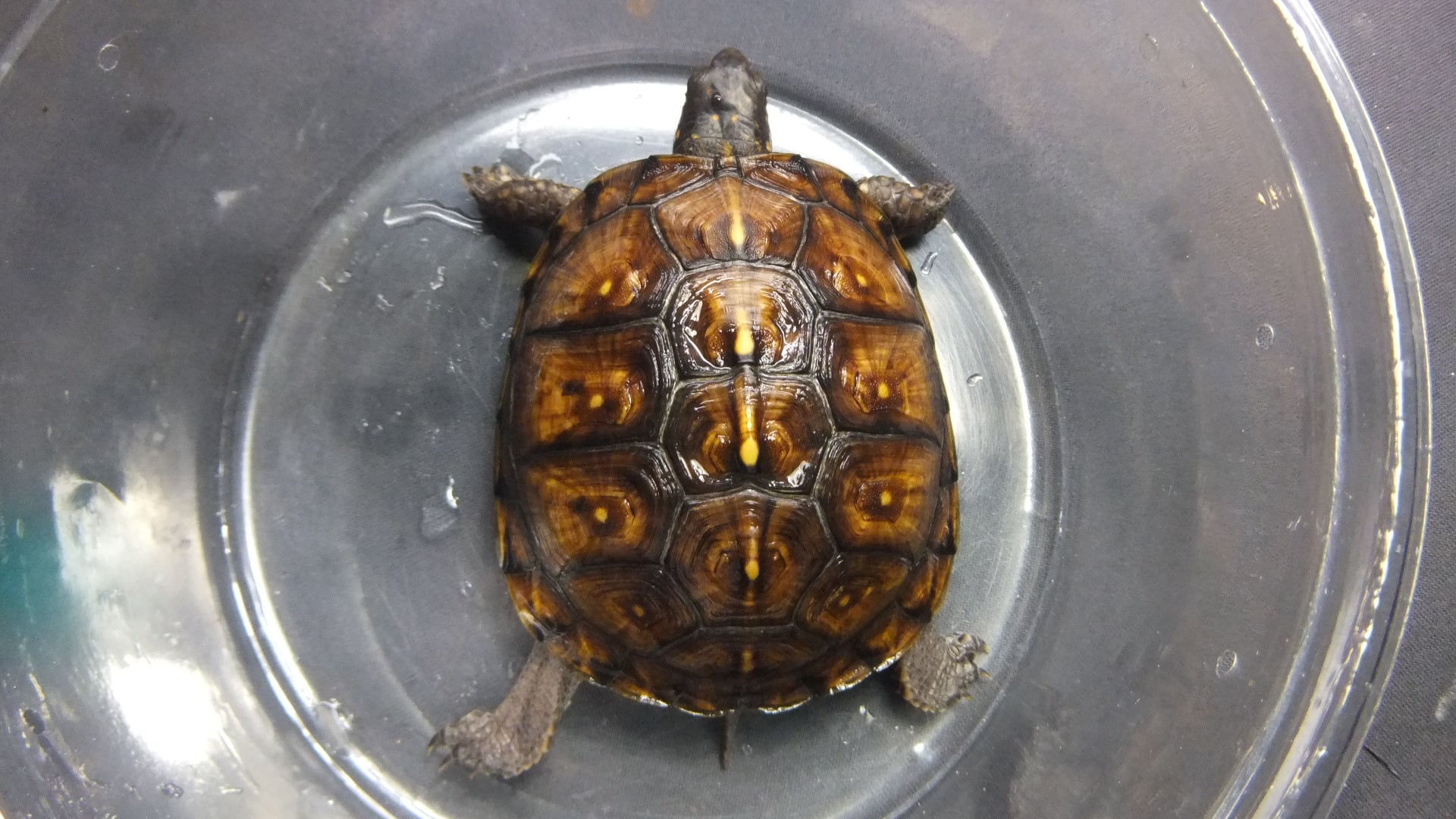 トウブハコガメ 