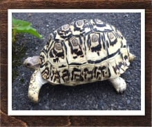 バブコックヒョウモンリクガメ 