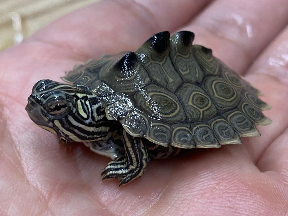 デルタクロコブチズガメ 