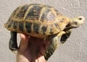 エロンガータリクガメ 