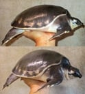 スッポンモドキ 