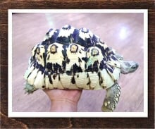 ヒョウモンリクガメ 