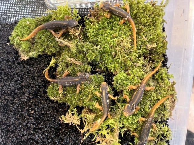 イボイモリ 