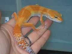 ヒョウモントカゲモドキ タンジェリントルネード