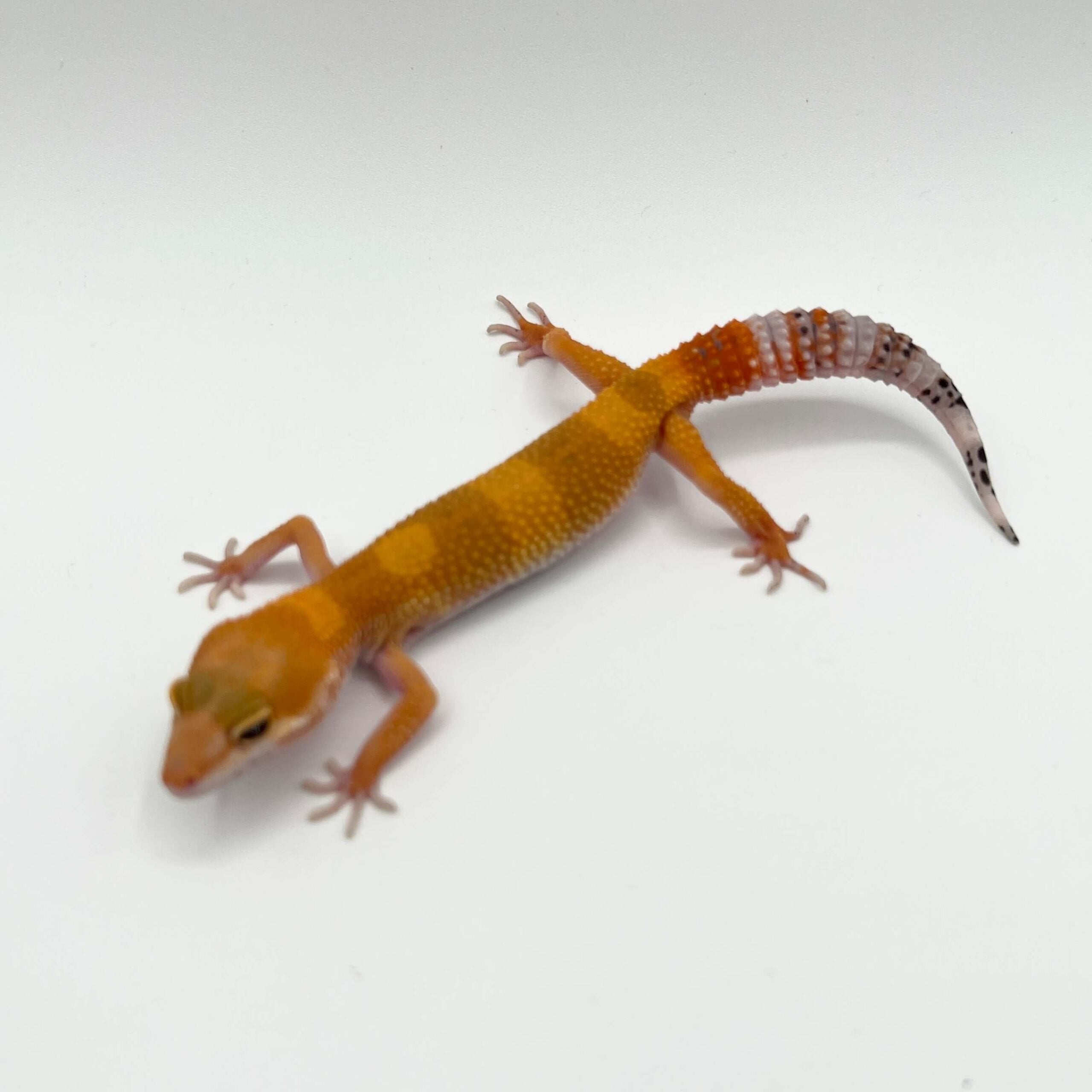 ヒョウモントカゲモドキ タンジェリン