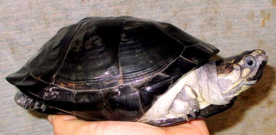 オカバンゴハコヨコクビガメ 