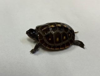 トウブハコガメ 