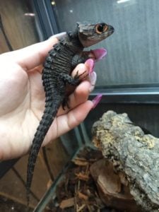カブトトカゲ 