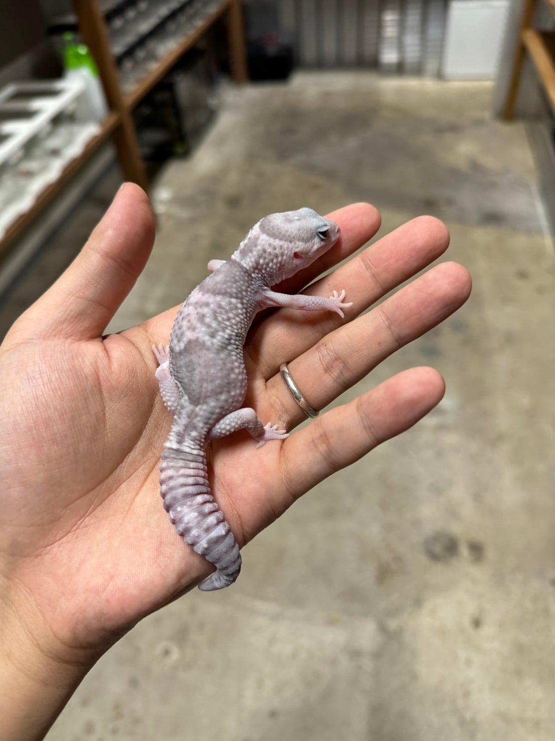 ニシアフリカトカゲモドキ ゴーストオレオhetズールー