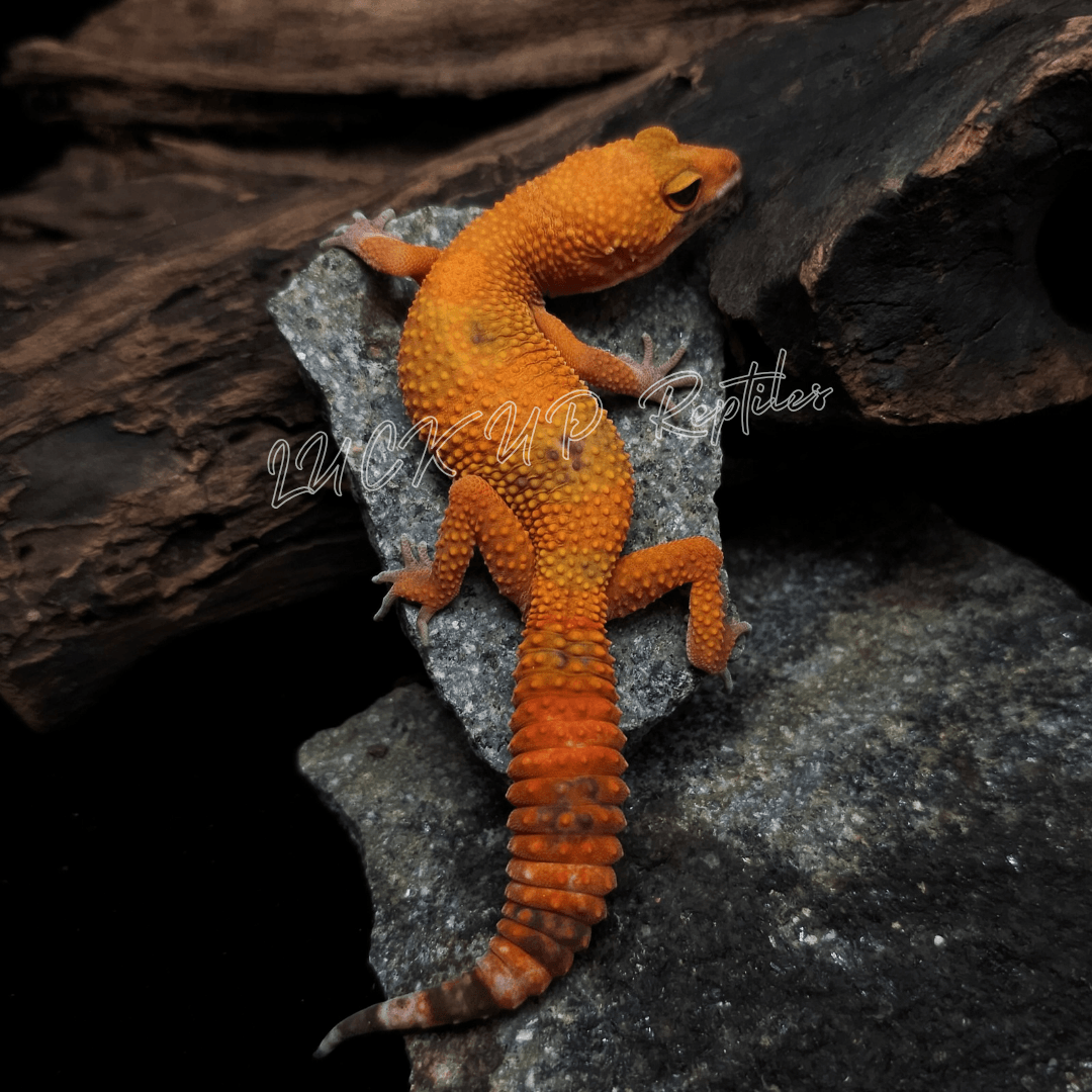 ヒョウモントカゲモドキ サングロー