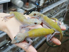 バナナヤモリ 