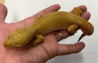 ヒョウモントカゲモドキ ハイポタンジェリンジャングル