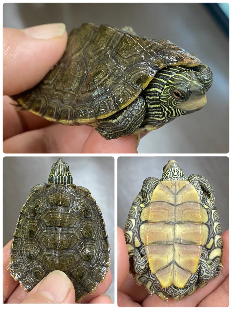 ヒラチズガメ 