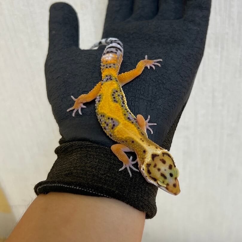 ヒョウモントカゲモドキ レッドストライプ