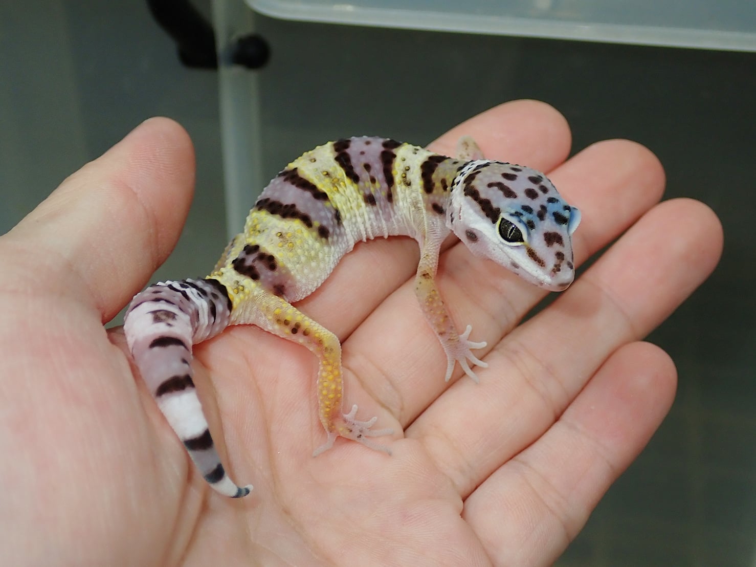 ヒョウモントカゲモドキ ハイイエロー