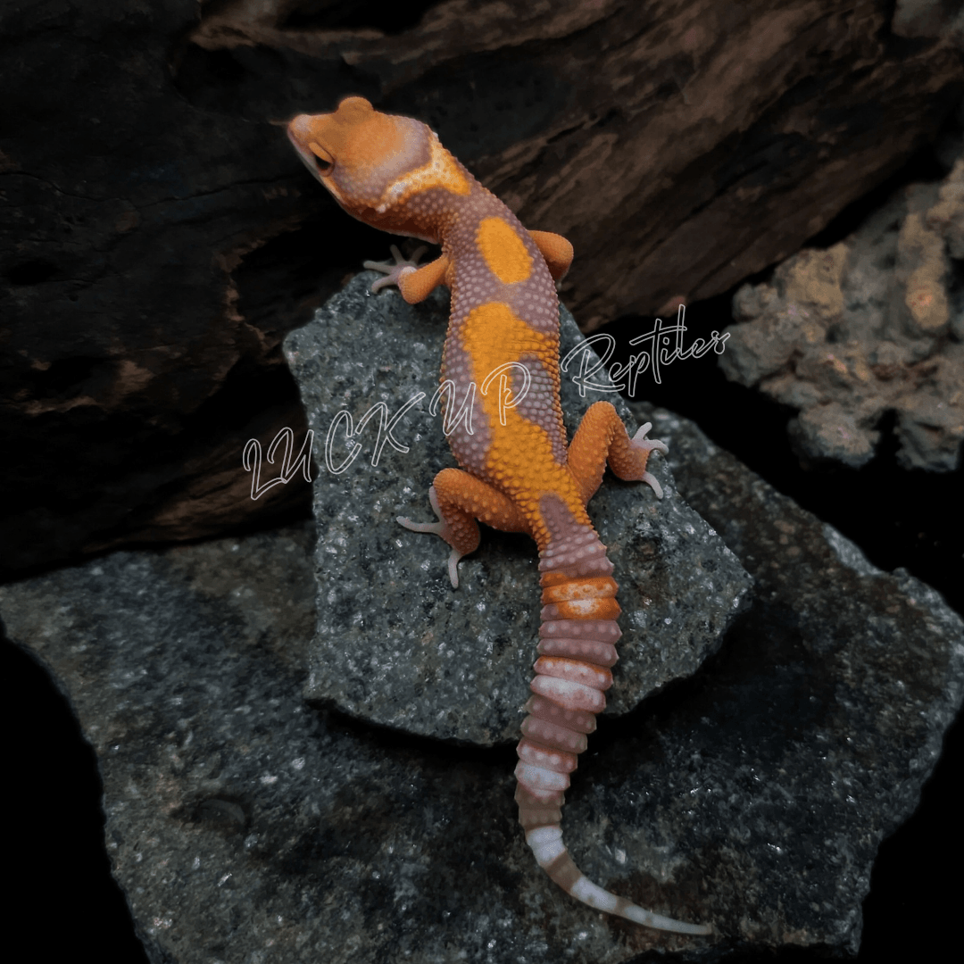 ヒョウモントカゲモドキ タンジェリンレインhetブルーアンバーアイ
