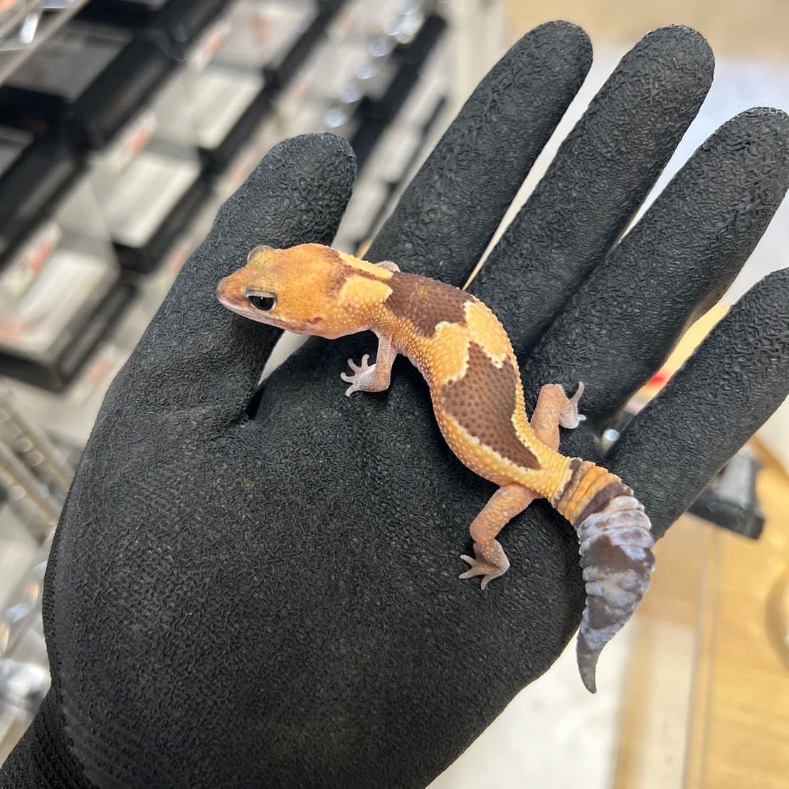 ニシアフリカトカゲモドキ ズールーhetゴーストオレオ