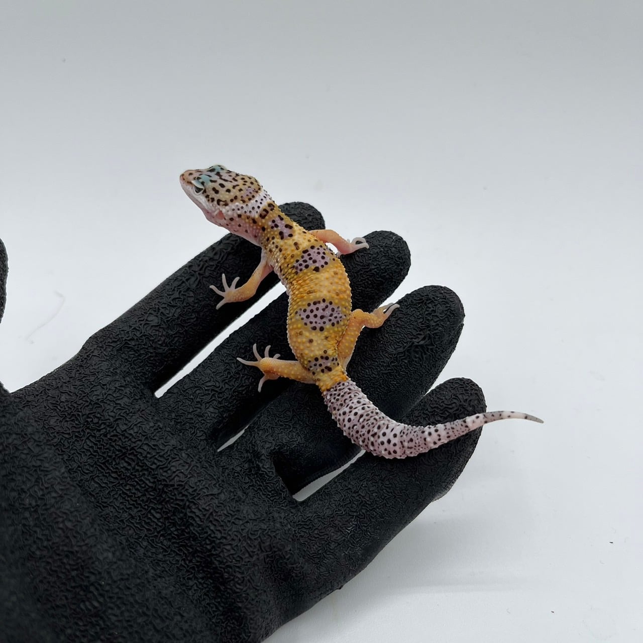 ヒョウモントカゲモドキ ハイイエロー