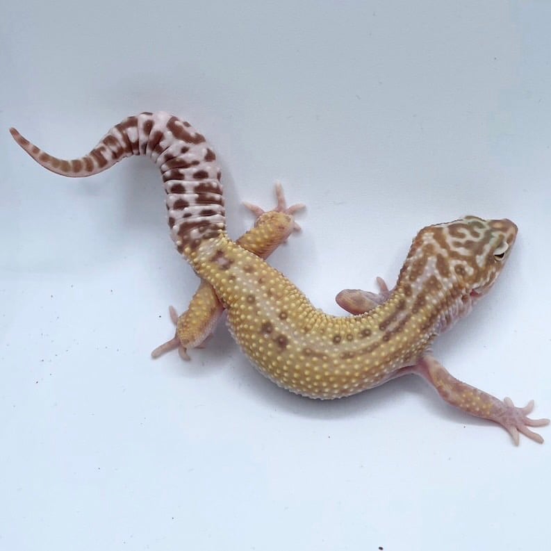 ヒョウモントカゲモドキ スノー