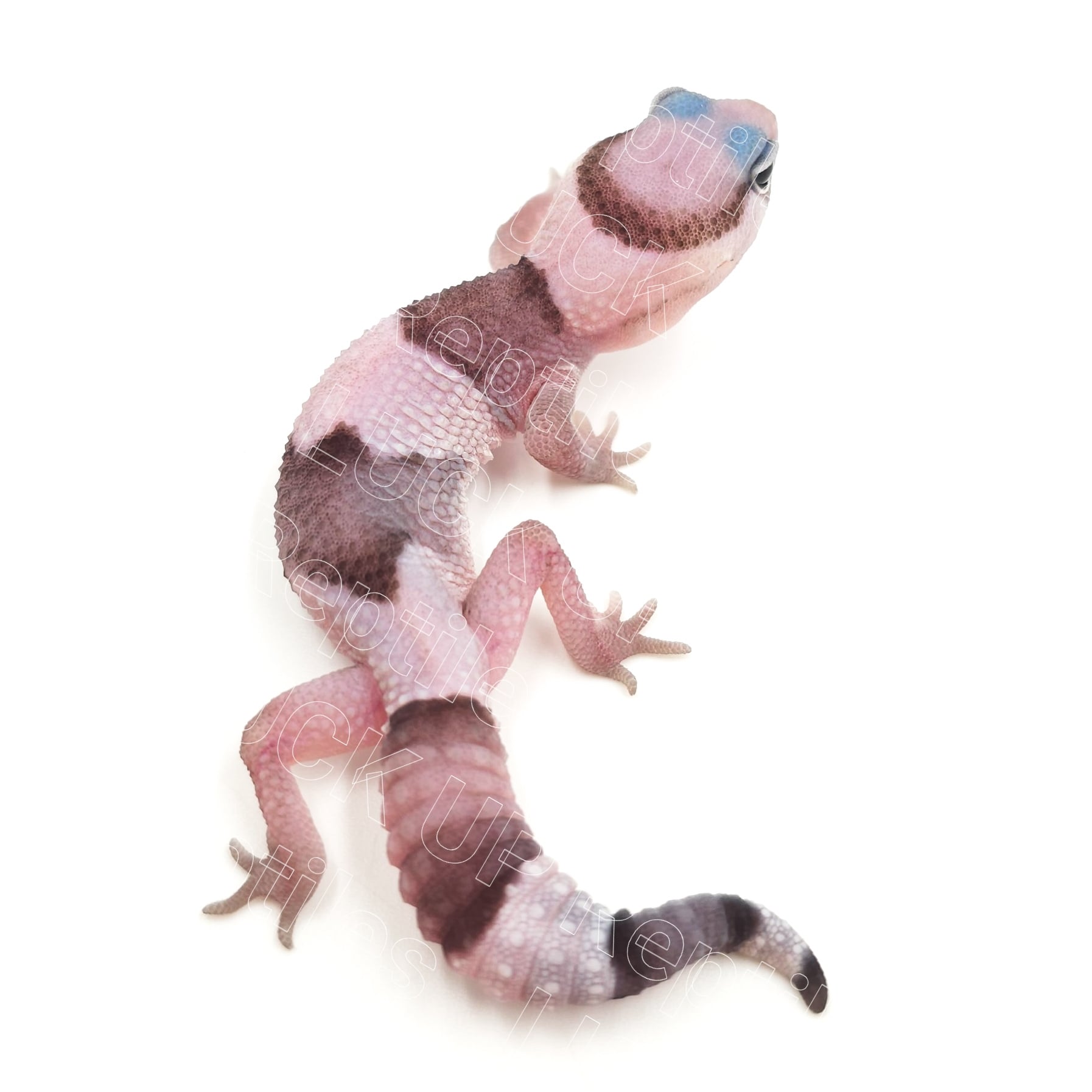 ニシアフリカトカゲモドキ オレオ