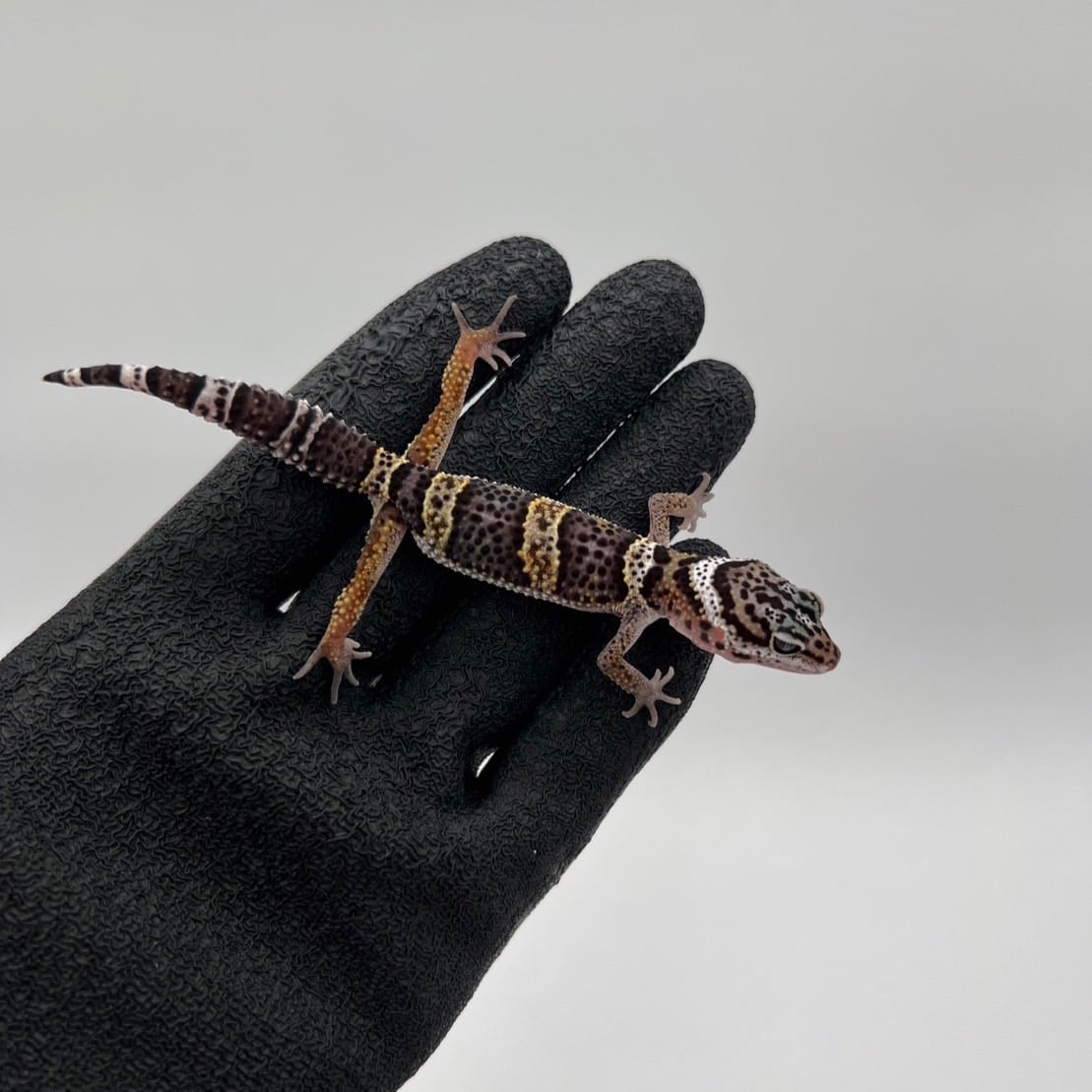 ヒョウモントカゲモドキ アルティメットカーボン純血