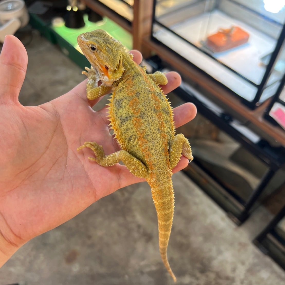 フトアゴヒゲトカゲ イエロートランス