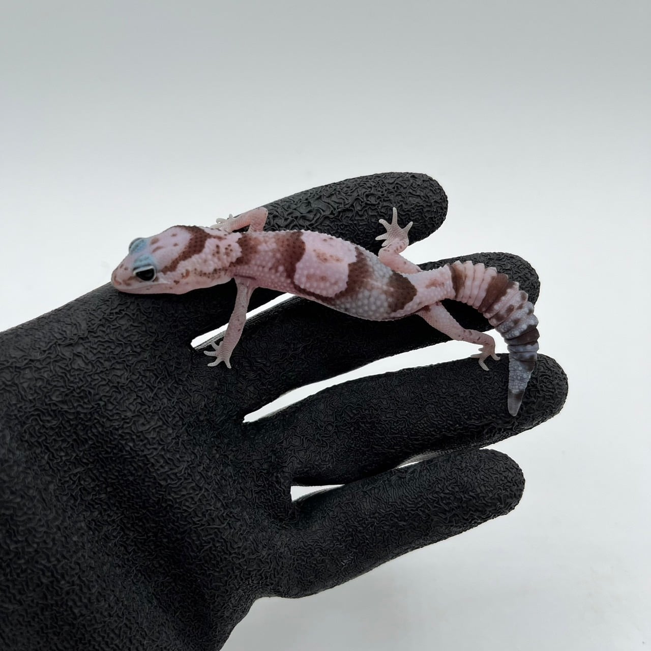 ニシアフリカトカゲモドキ オレオhetゴーストパターンレス