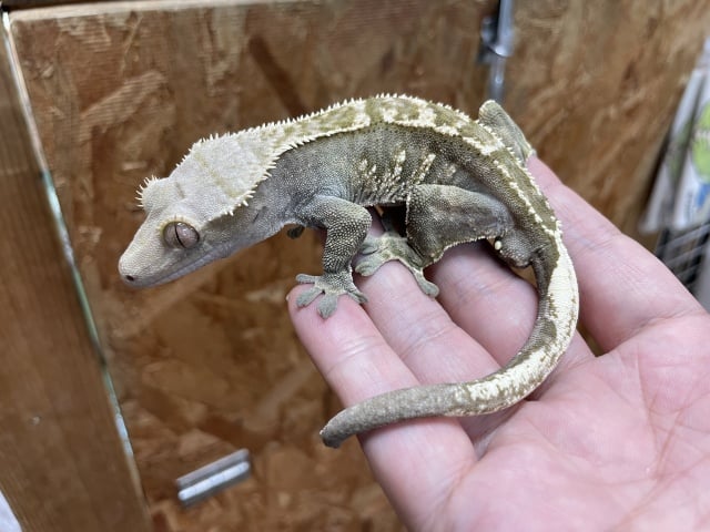 クレステッドゲッコー ダークカラー