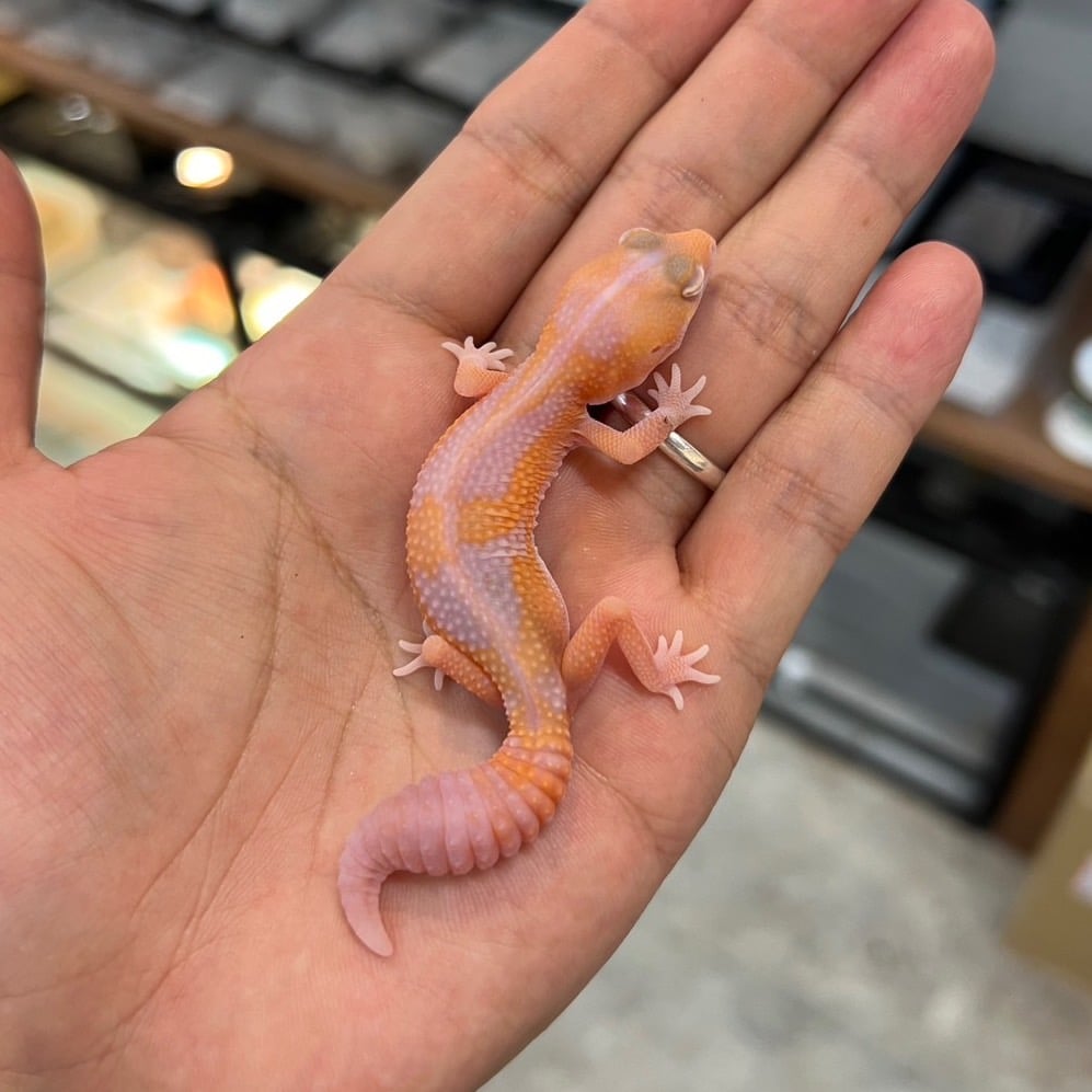 ニシアフリカトカゲモドキ ラキビノズールーC27