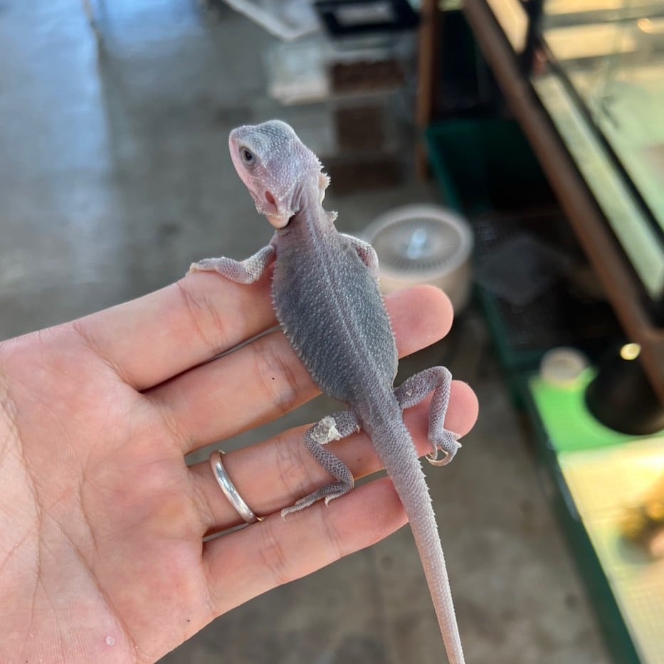 フトアゴヒゲトカゲ ハイポトランスゼロ