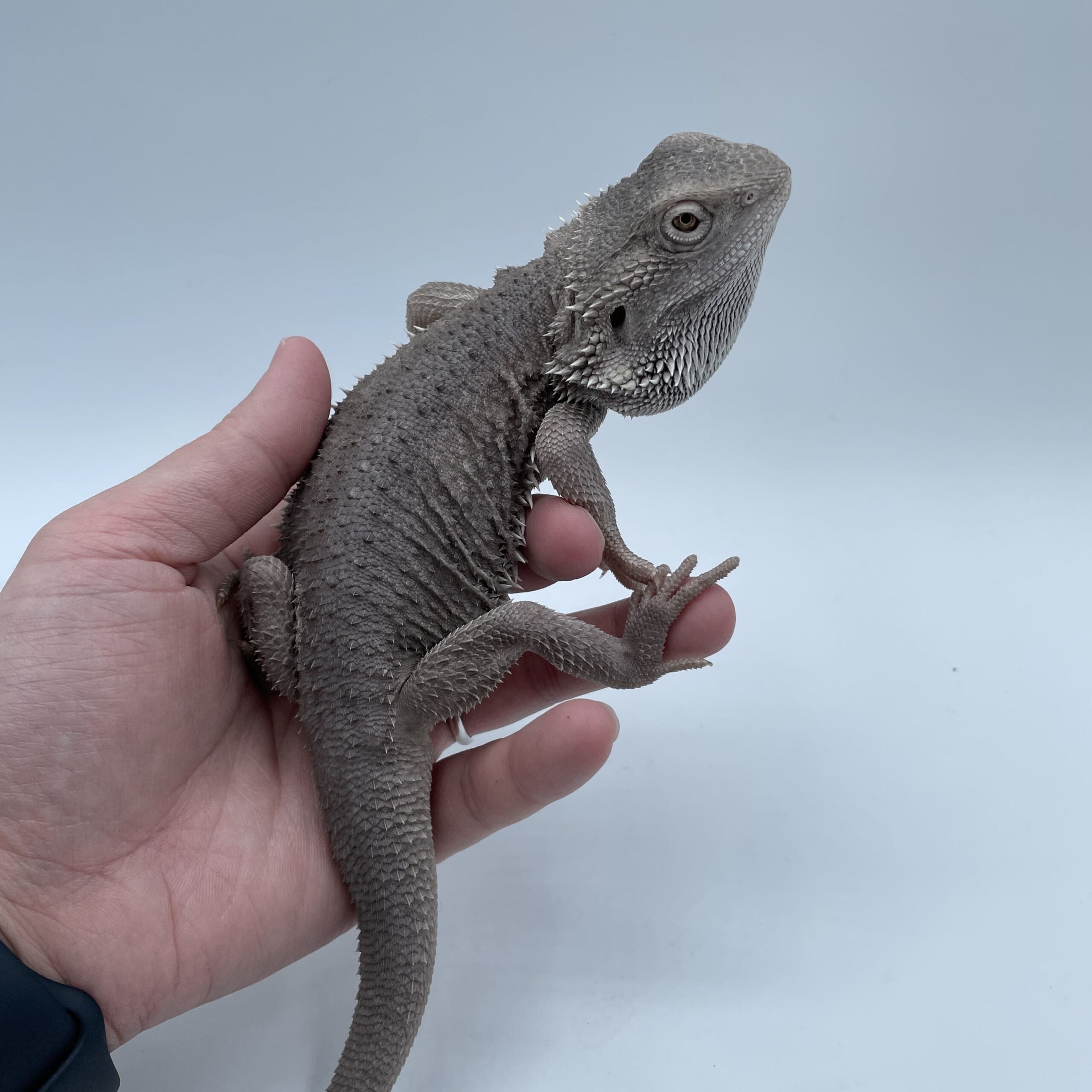 フトアゴヒゲトカゲ ハイポゼロ