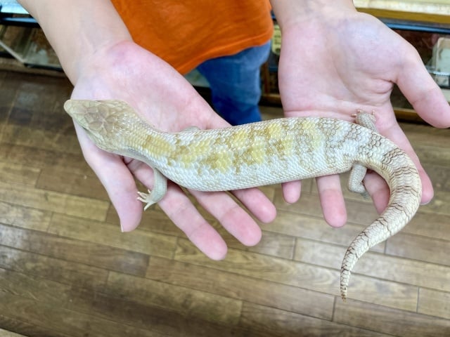 アオジタトカゲ ホワイトスーパーハイポ