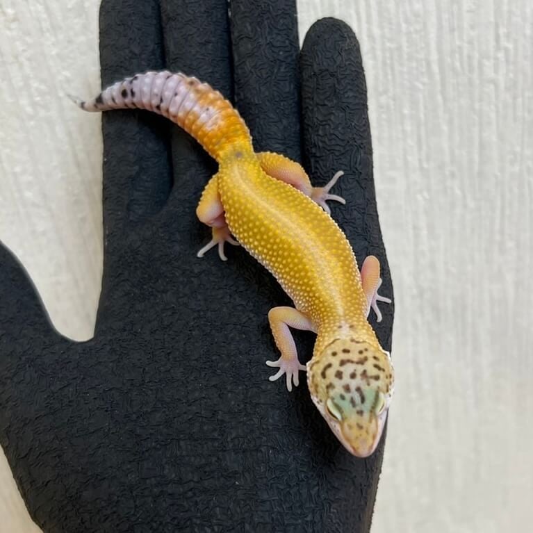 ヒョウモントカゲモドキ ボールドタンジェリン