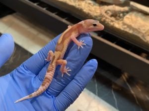ヒョウモントカゲモドキ スノータイフーン